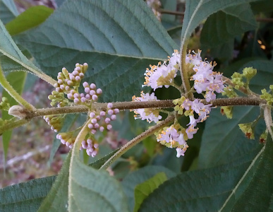 [The stem protrudes from the plant and at each juncture with leaves there are small flowers around the circumference of the branch. At the outer tip the small lilac-colored buds are tightly closed. At the next section inward the flowers are completely open with white and yellow stamen protruding from the lilac leaves.]